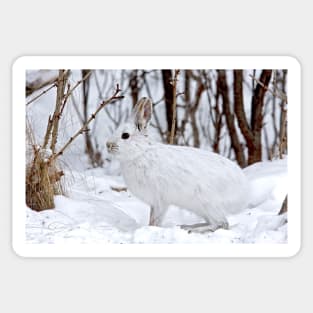 Snowshoe Hare Sticker